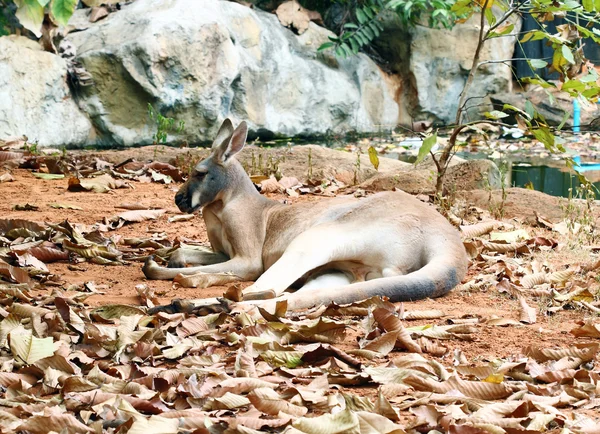 Känguru rastet aus — Stockfoto