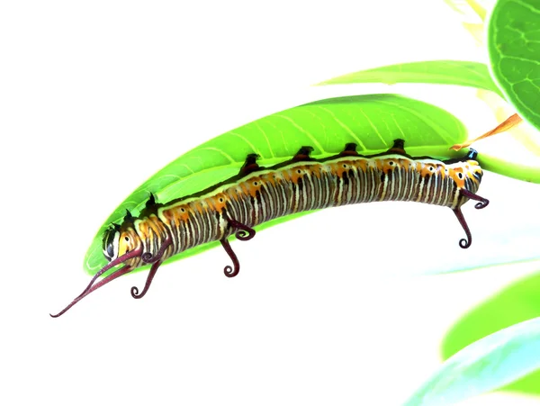 Caterpillar is kruipen op een blad — Stockfoto