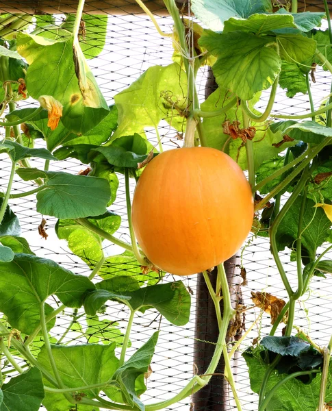Yellow pumpkin hanging — Stock Photo, Image