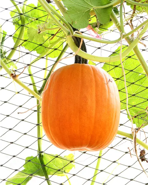 Yellow pumpkin hanging — Stock Photo, Image