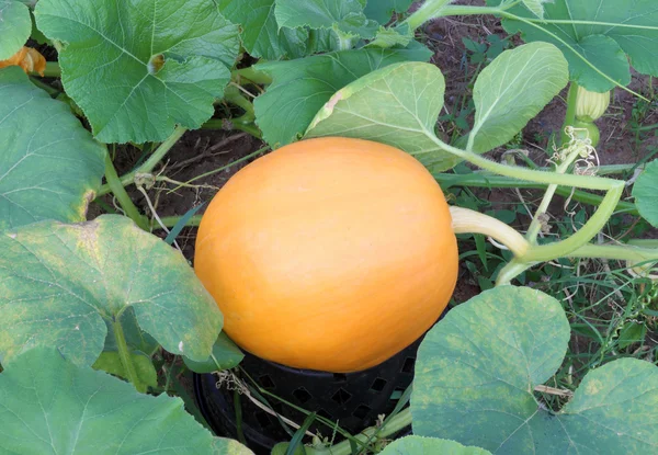 Closeup pumpkin with plants — Stock Photo, Image