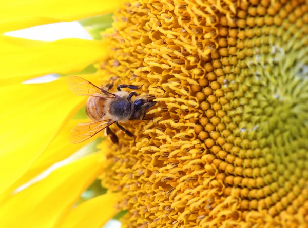 Ape su girasole — Foto Stock