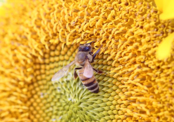 Abeja en girasol — Foto de Stock