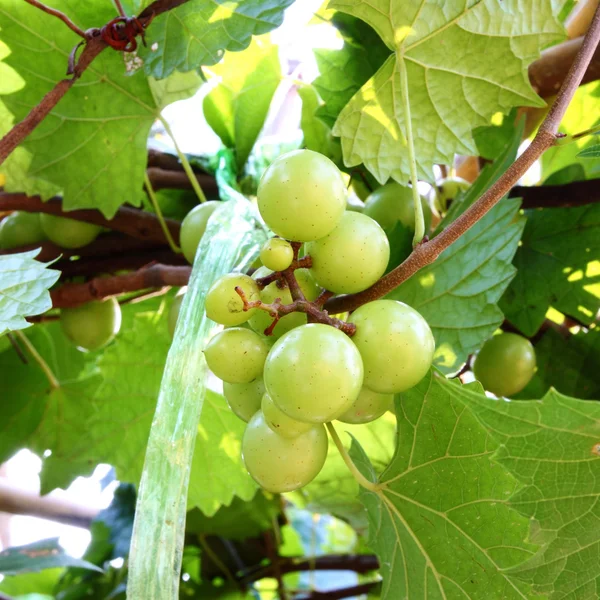 Green grapes — Stock Photo, Image