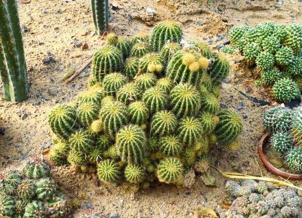 Cactus —  Fotos de Stock