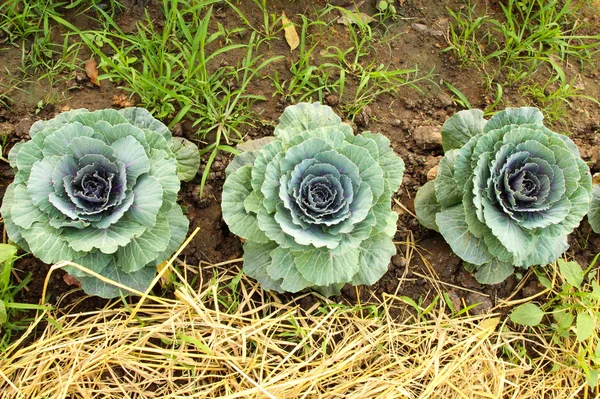 Chinese kale vegetable on ground — Stock Photo, Image