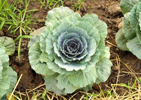 Chinese kale vegetable on ground — Stock Photo, Image