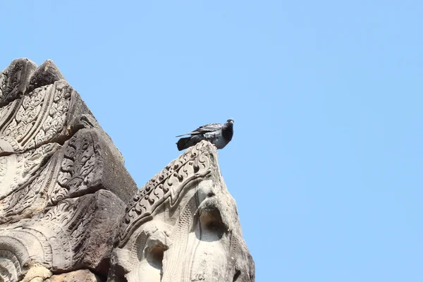 Die Taube sitzt auf uraltem Stein — Stockfoto