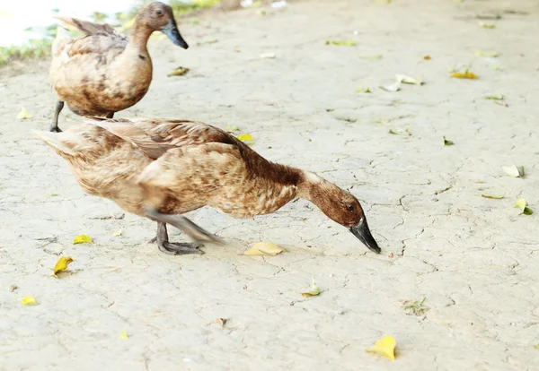 Mallard duck looking for food — Stock Photo, Image