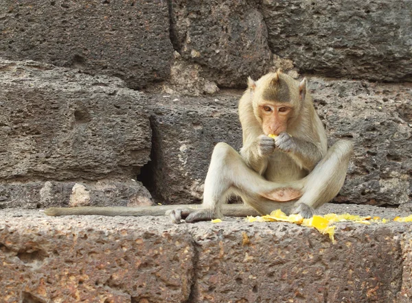 Mono comiendo fruta en la pared de piedra — Foto de Stock