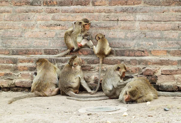 Monkey resting — Stock Photo, Image