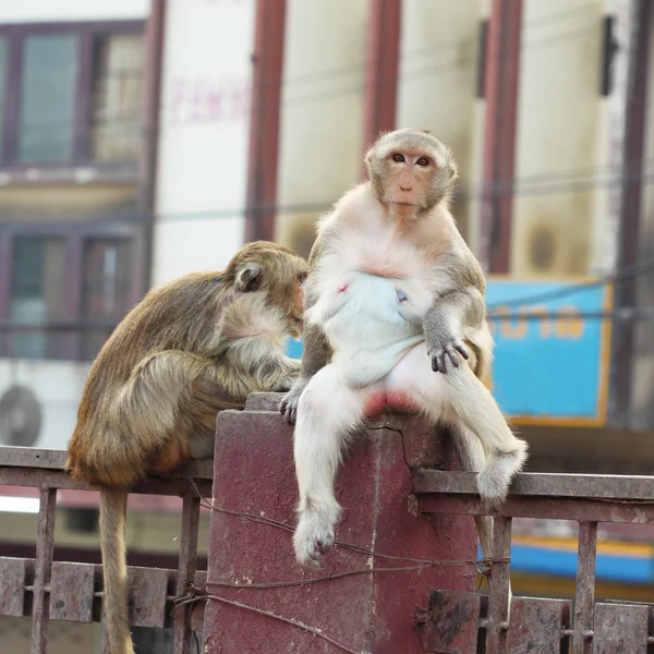 Female monkey on fence — Stock Photo, Image