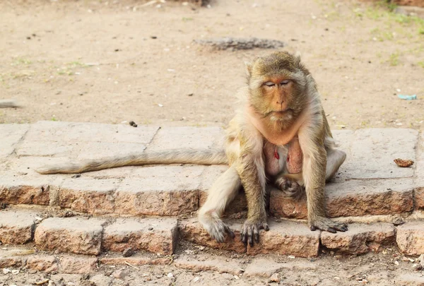 Portrait of the old monkey — Stock Photo, Image