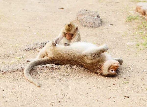 Two monkey resting — Stock Photo, Image