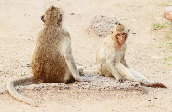 Dos monos descansando — Foto de Stock