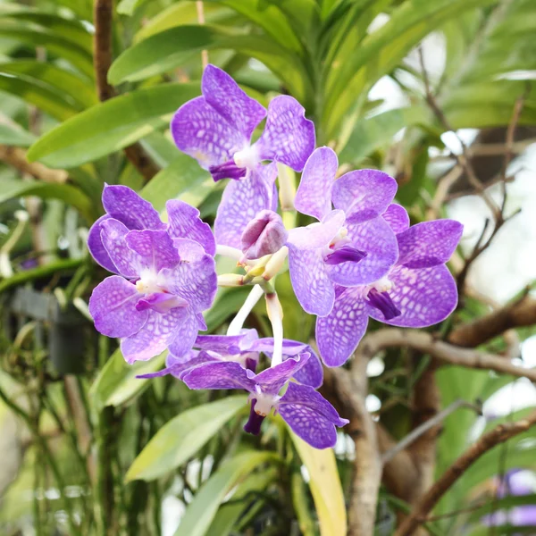 Orquídea roxa bonita — Fotografia de Stock