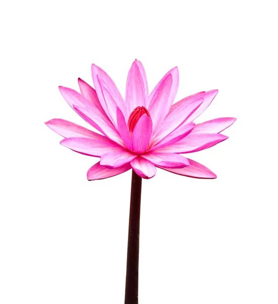 Rosa Lotus — Stockfoto