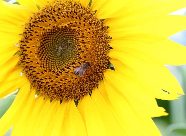 Ayçiçeğindeki arı — Stok fotoğraf