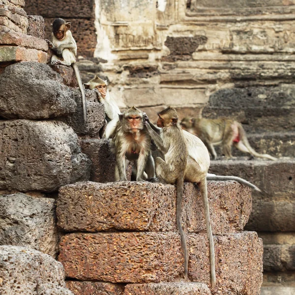 Mono descansando en la pared de piedra — Foto de Stock