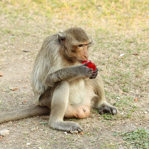 Monkey eating — Stock Photo, Image