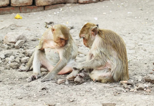 Dos monos descansando — Foto de Stock