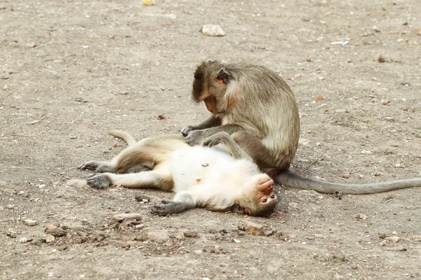 Two monkey resting — Stock Photo, Image