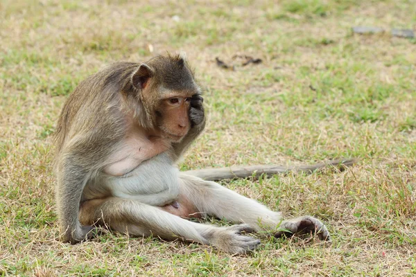 Monkey on grass — Stock Photo, Image