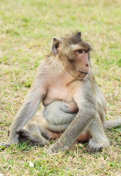 Monkey on grass — Stock Photo, Image