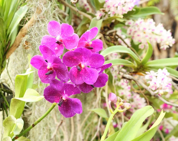 Schöne lila Orchidee — Stockfoto