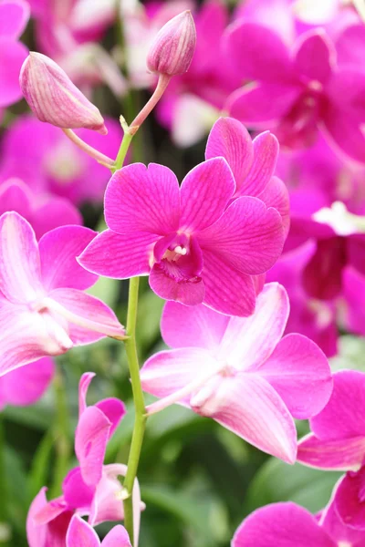 Beautiful pink orchid — Stock Photo, Image