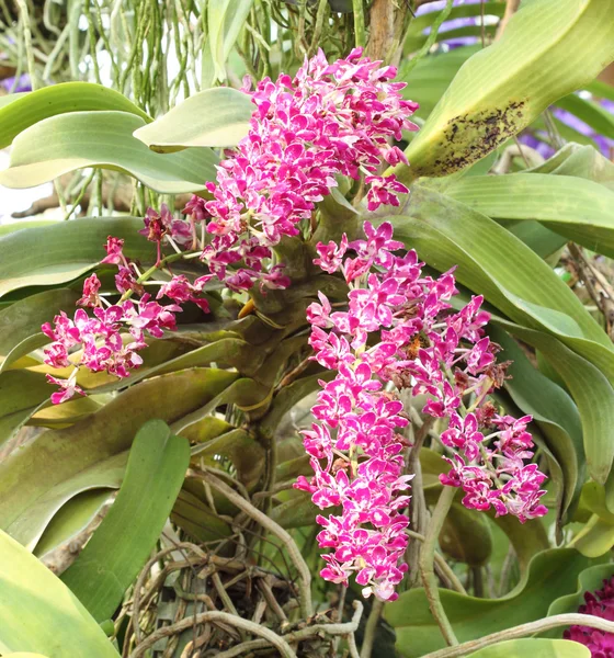 A orquídea de espécies de th= — Fotografia de Stock