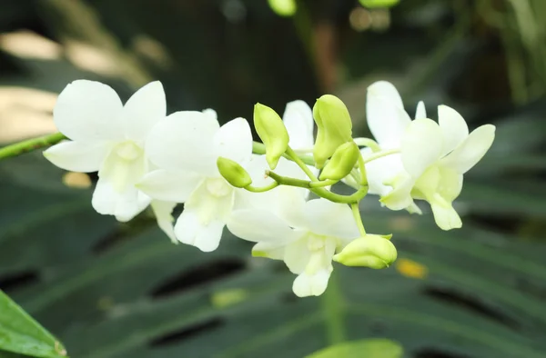 Bella orchidea bianca — Foto Stock