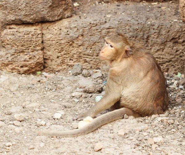 猴子休息 免版税图库照片