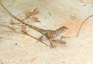 Tayland vahşi kertenkele