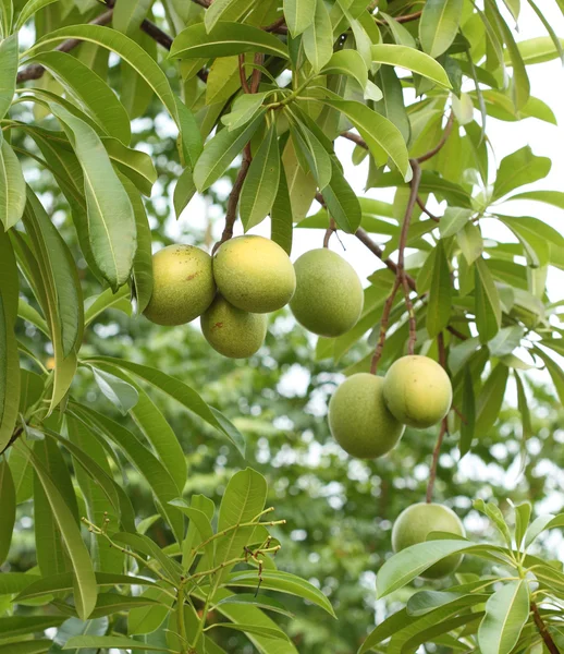 Cerbera oddloam fruit on tree — Stock Photo, Image