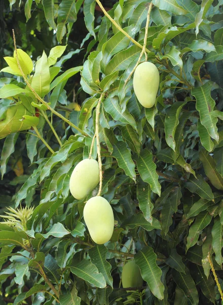 树上的芒果 — 图库照片