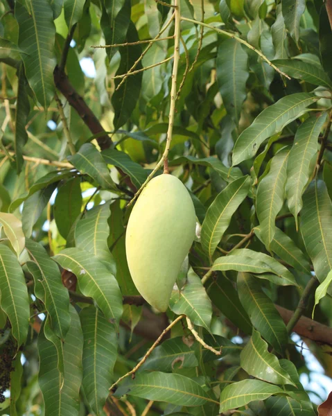 Mango na drzewo Tajlandii (Azja Południowo-Wschodnia) — Zdjęcie stockowe