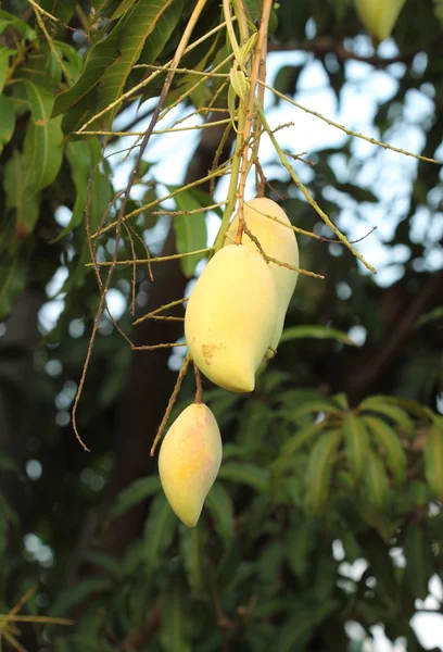 Goldene Mango auf Baum — Stockfoto