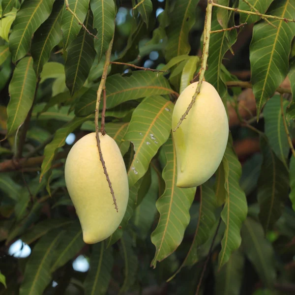 Golden mango on tree — Stock Photo, Image