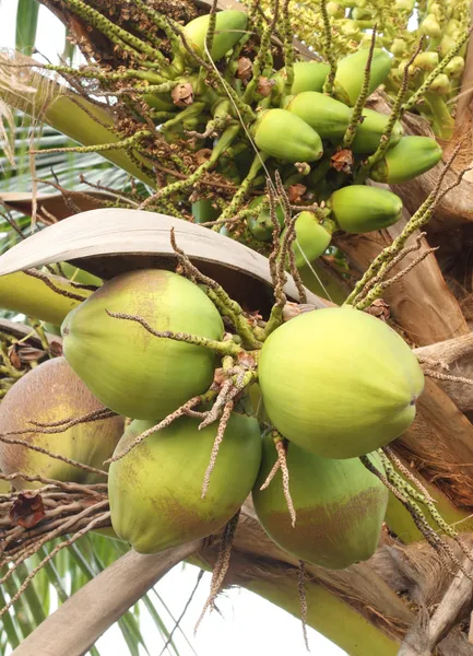 Kokosnuss auf dem Baum — Stockfoto