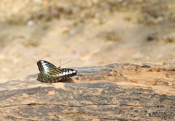 Clipper butterfly ( parthenos sylvia) resting — Stock Photo, Image