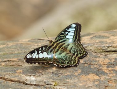 Clipper kelebek (parthenos sylvia) dinlenme