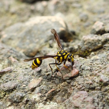 Bir mükemmel wasp-taklit surphid sinek (Syrphidae)
