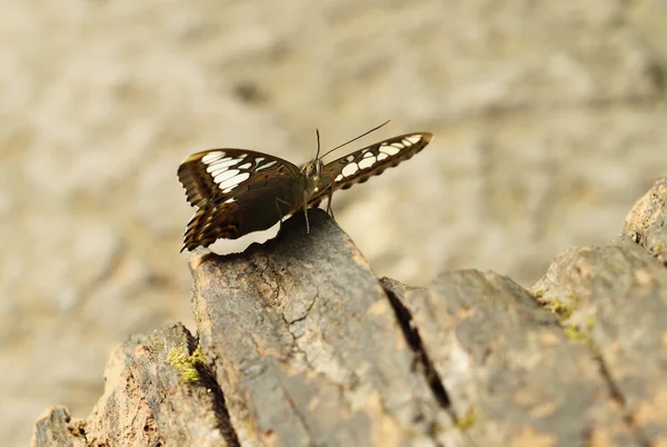 Clipper butterfly ( parthenos sylvia) resting — Stock Photo, Image