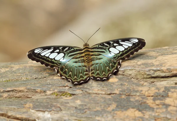 Clipper kelebek (parthenos sylvia) dinlenme
