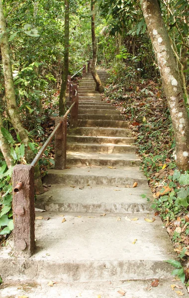 Escadaria para a selva, parque nacional Khao Yai — Fotografia de Stock