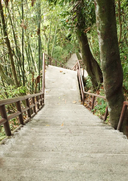 Trap naar de jungle, khao yai nationaal park — Stockfoto