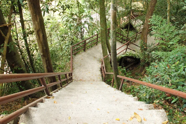 楼梯到丛林，考艾国家公园 — 图库照片