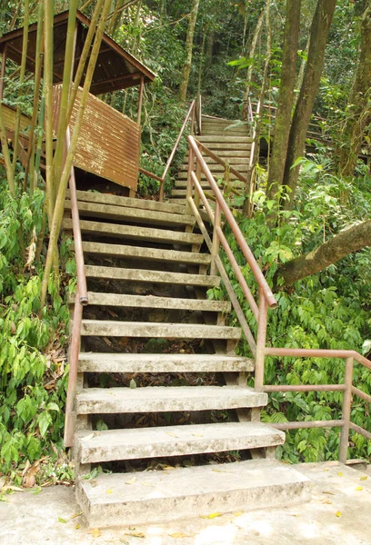 Trap naar de jungle, khao yai nationaal park — Stockfoto