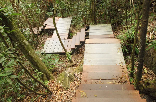 Wooden boardwalk in forest — Stock Photo, Image